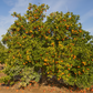 Bream Tarocco Blood Orange Budwood citrus plant material online shopping