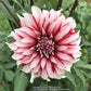 Santa Claus Dahlia