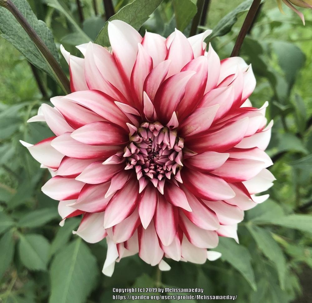 Santa Claus Dahlia