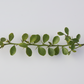 Australian Red Pulp Finger Lime Budwood citrus plant material online shopping