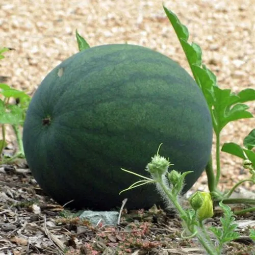 Sugar Baby Organic Watermelon