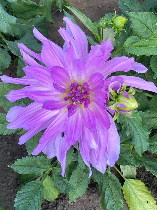 Lavender Ruffles Dahlia