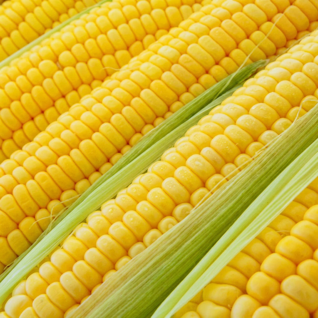 Bodacious F1 Corn