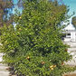 Amoa 8 Tangor Mandarin Budwood citrus plant material online shopping