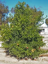 Amoa 8 Tangor Mandarin Budwood citrus plant material online shopping