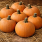 Winter Luxury Organic Pumpkin