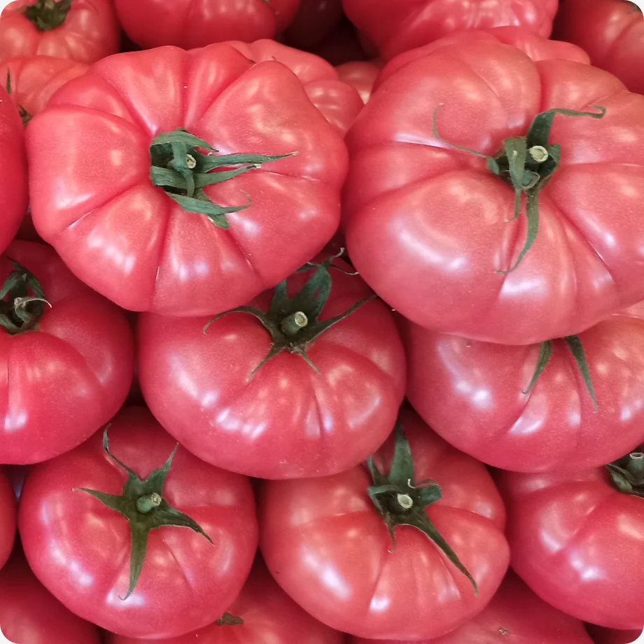 Pink Brandywine  Organic Tomato