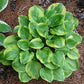 Ice Cream Hosta Plants online shopping