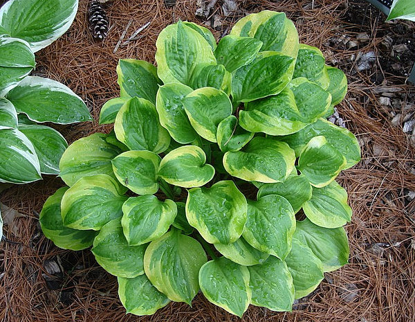 Ice Cream Hosta Plants online shopping