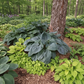 Bluebigwa Hosta Plants online shopping