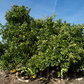Banpeiyu Pummelo Budwood citrus plant material online shopping