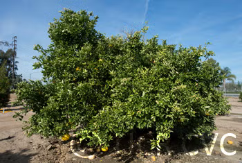 Banpeiyu Pummelo Budwood citrus plant material online shopping