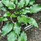 Get Nekkid Hosta Plants online shopping