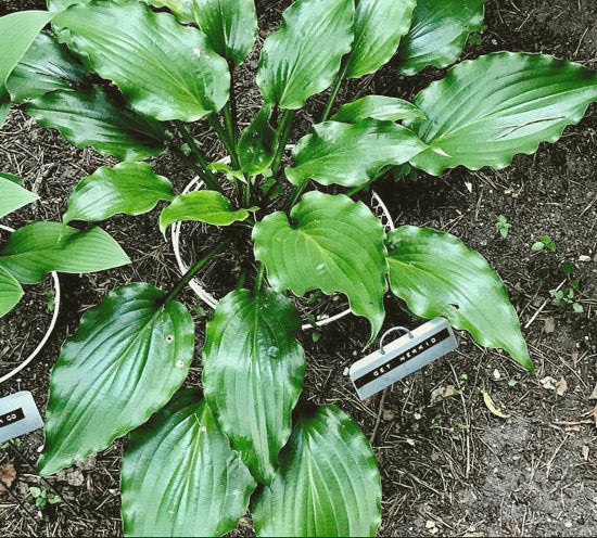 Get Nekkid Hosta Plants online shopping