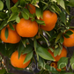 Bower Mandarin Budwood citrus plant material online shopping