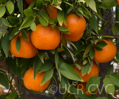 Bower Mandarin Budwood citrus plant material online shopping