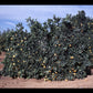 Gillette Navel Orange Budwood citrus plant material online shopping