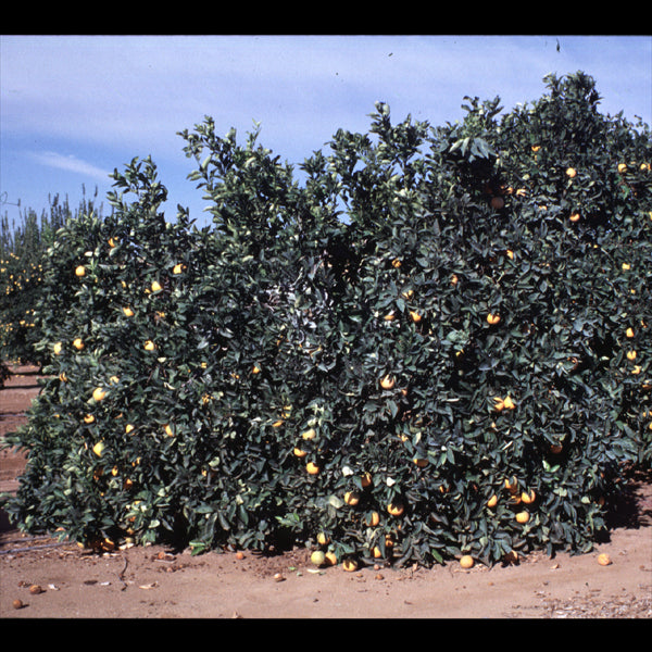 Gillette Navel Orange Budwood citrus plant material online shopping