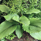 Valley’s Himitsu Hosta Plants online shopping