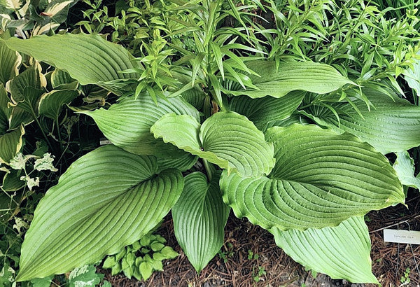 Valley’s Himitsu Hosta Plants online shopping