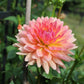 Touche’ Dahlia Plants online shopping