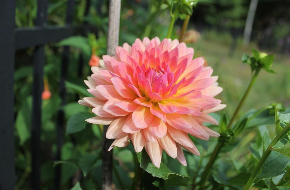 Touche’ Dahlia Plants online shopping