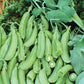 Sugar Ann Organic Snap Pea