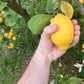 Verna Lemon Budwood citrus plant material online shopping