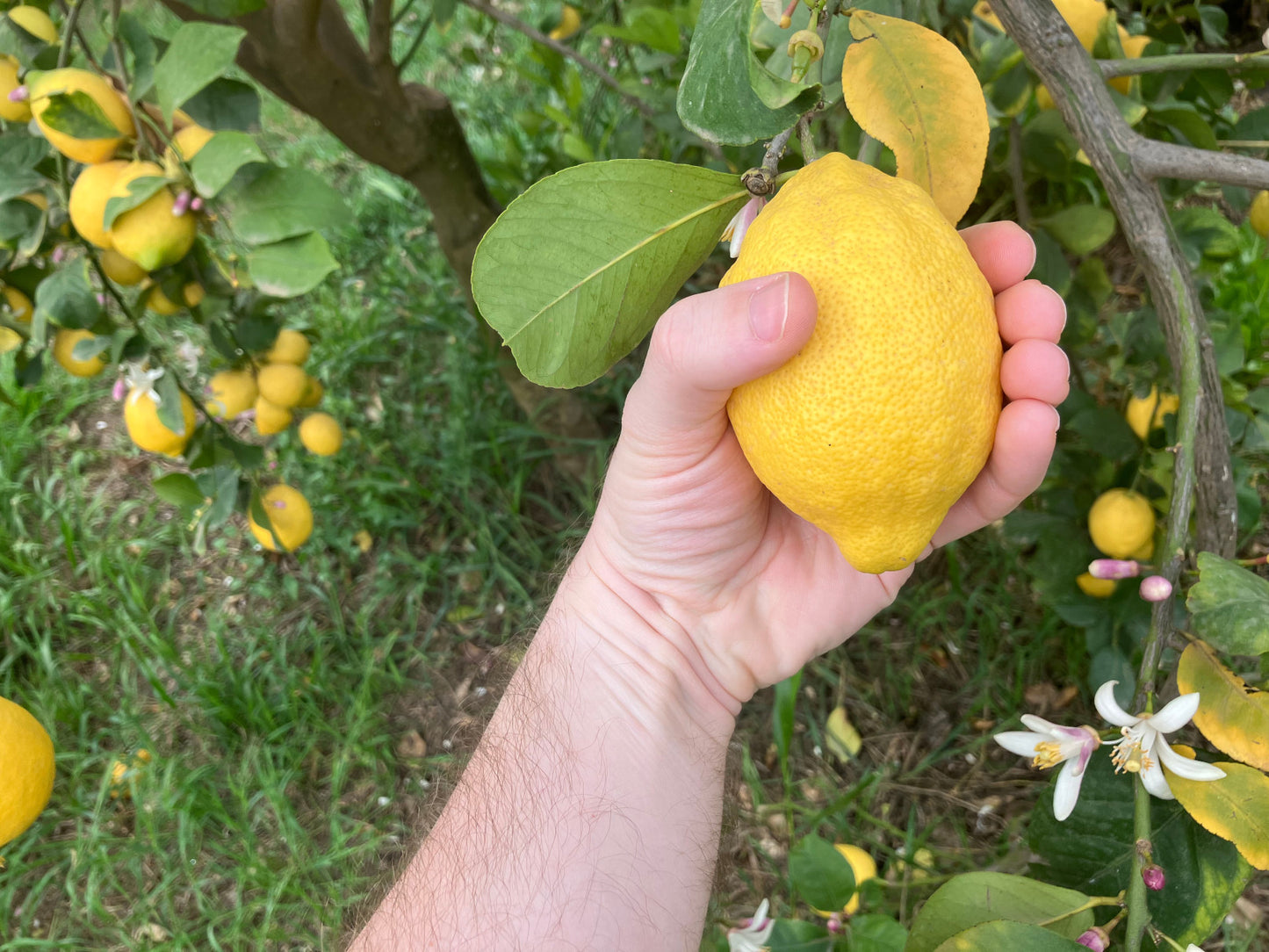Verna Lemon Budwood citrus plant material online shopping