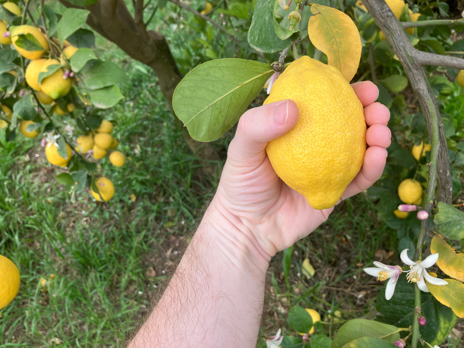 Verna Lemon Budwood citrus plant material online shopping