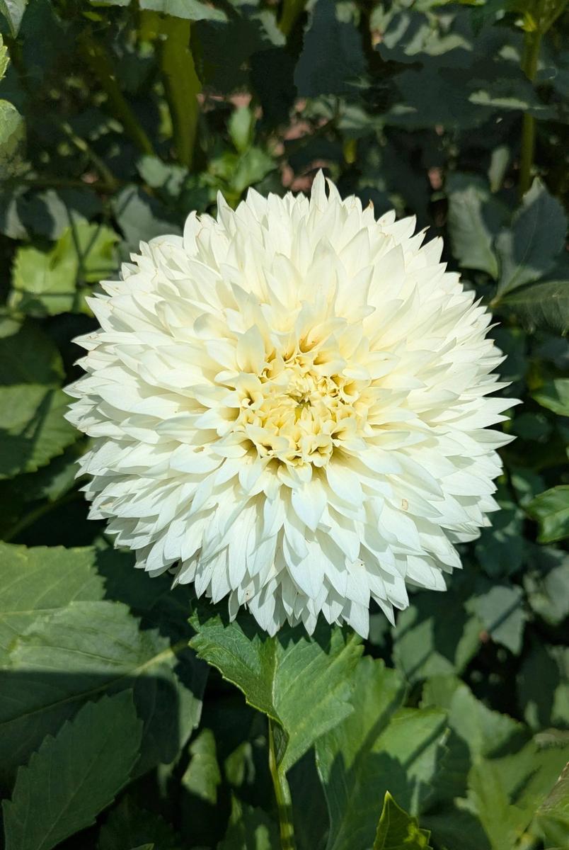 Gitts Attention Dahlia