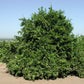 Frost Nucellar Valencia Orange Budwood citrus plant material online shopping