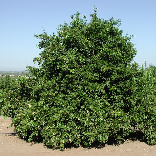 Frost Nucellar Valencia Orange Budwood citrus plant material online shopping