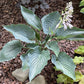 Rowan My Boat Hosta Plants online shopping