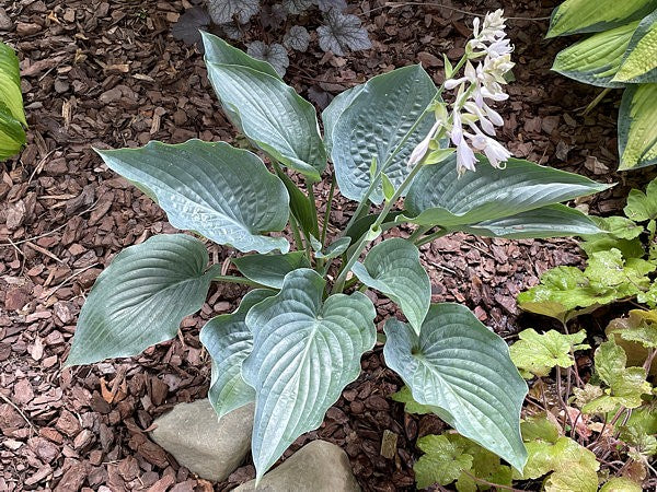 Rowan My Boat Hosta Plants online shopping