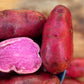 Terra Rosa Seed Potato online shopping