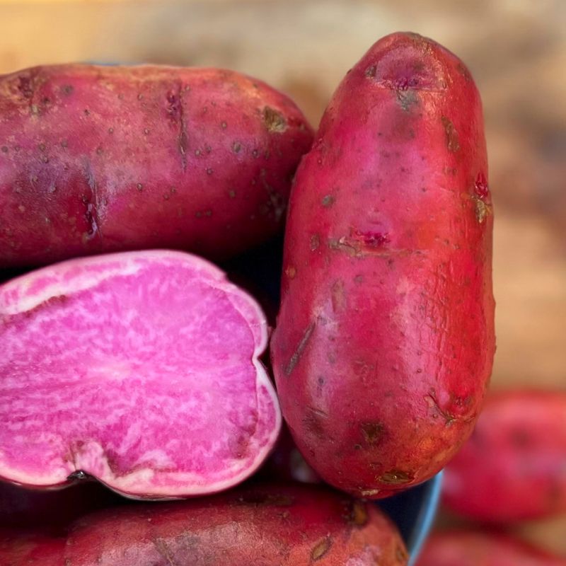 Terra Rosa Seed Potato online shopping