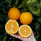 Gillette Navel Orange Budwood citrus plant material online shopping