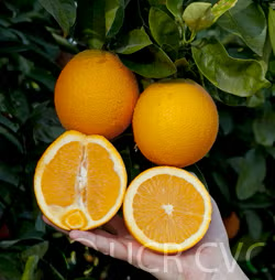 Gillette Navel Orange Budwood citrus plant material online shopping