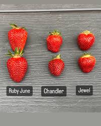 Ruby June Short Day Strawberry