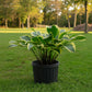 Lakeside Cranberry Relish Hosta Plants online shopping