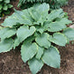 Tripple Ripple Hosta Plants online shopping