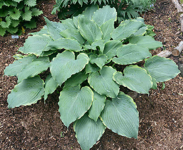 Tripple Ripple Hosta Plants online shopping