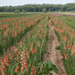 Princess Margaret Rose Gladiolus Corms