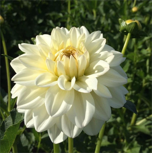 Marshmallow Dahlia