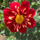 Heartthrob Dahlia