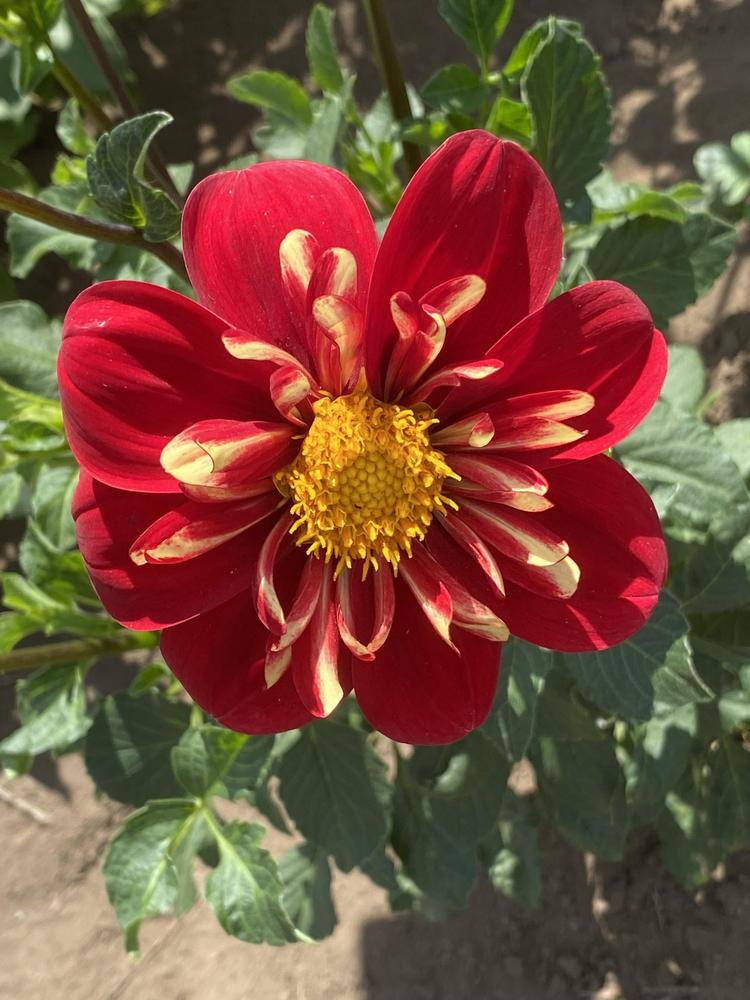 Heartthrob Dahlia