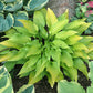 Valley’s Chute The Chute Hosta Plants online shopping