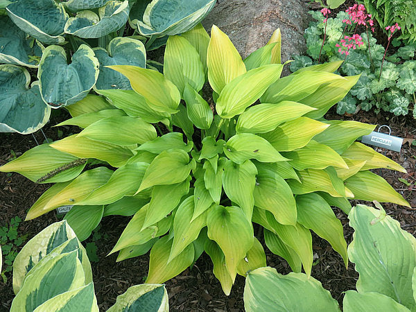 Valley’s Chute The Chute Hosta Plants online shopping