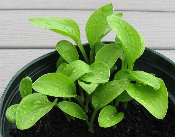 Gosan Gold Midget Hosta